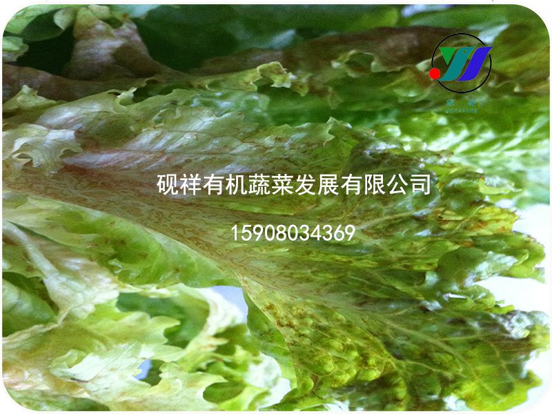 寿光砚祥专业的生菜病毒技术支持推荐