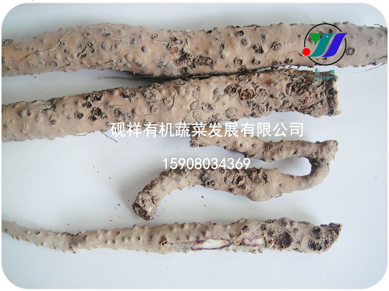 山药疮痂病技术支持