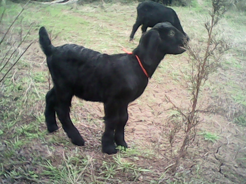 广西黑山羊种羊价格：优秀的广西黑山羊种羊提供商，当属广西隆泉