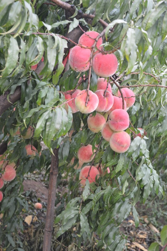 专业种植晚熟桃苗的映霜红桃基地
