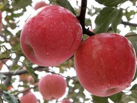 邯郸地区哪里有卖划算的富硒苹果 开封富硒苹果厂家