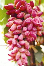 小龙干技术培育优良葡萄品种