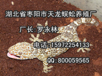 蛤蚧养殖基地