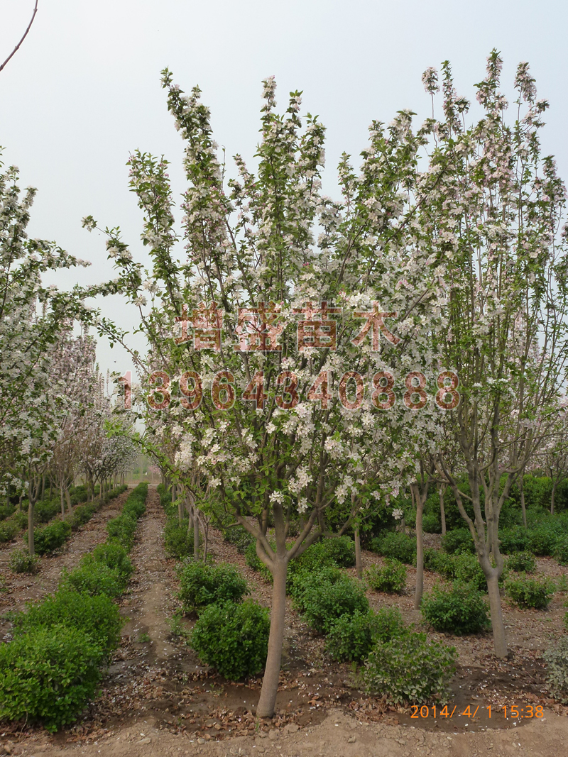 山东西府海棠种植基地