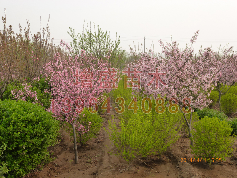 樱花种植基地