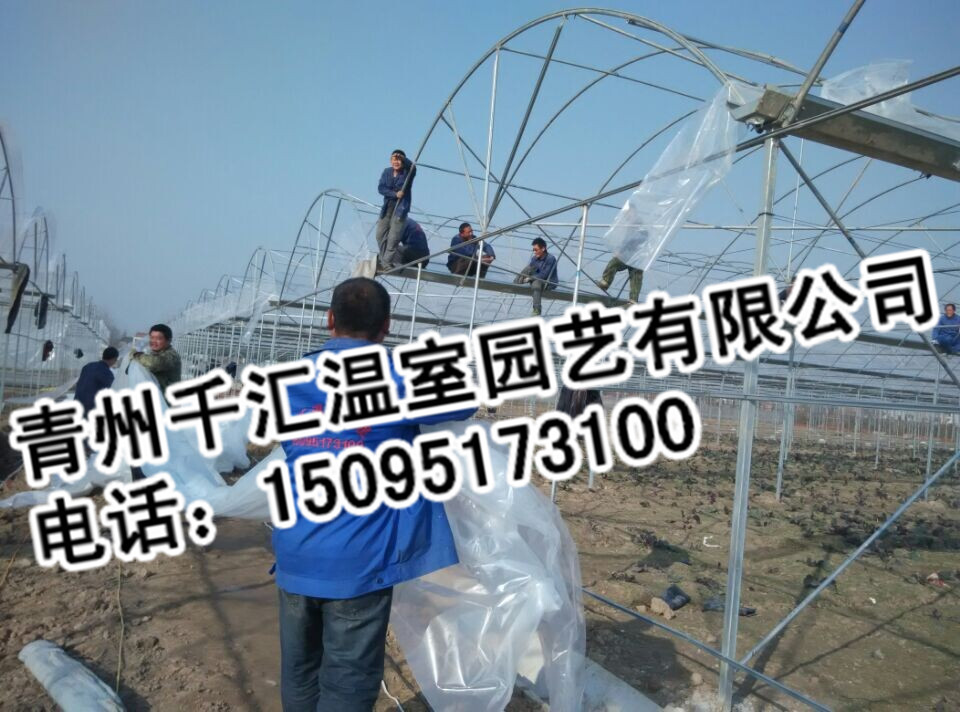 潍坊有哪些口碑好的温室公司：连栋温室大棚