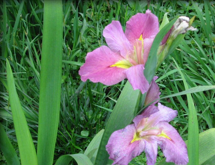 市场上价格合理的花菖蒲在哪里可以找到