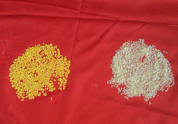 承德玉米黄金米设备-开封报价合理的玉米黄金米人造大米设备批售