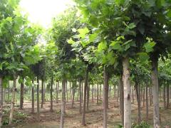 重庆法桐:想要法桐种植基地就来亿奥园林绿化工程有限公司