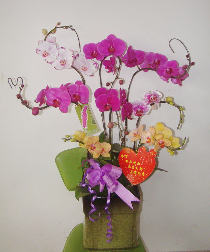 批发各种时令草花 节日用花 基地直销