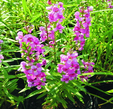 种植香菜雀_信誉好的香彩雀提供商，当属新牧原花卉苗木