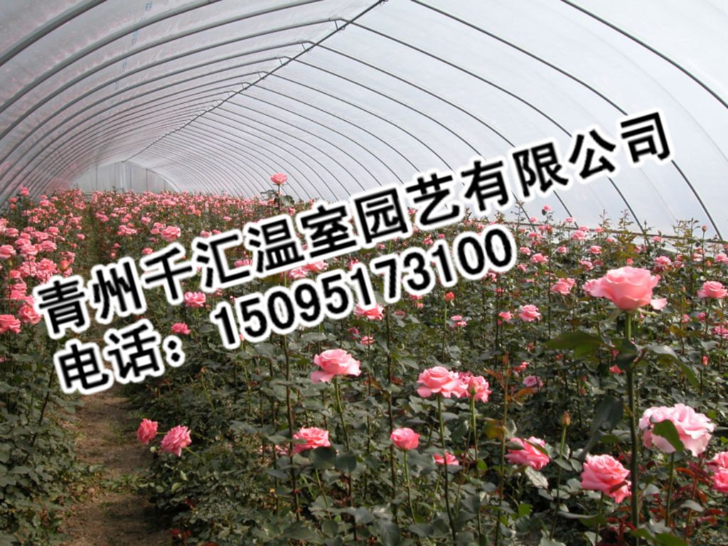 花卉温室造价