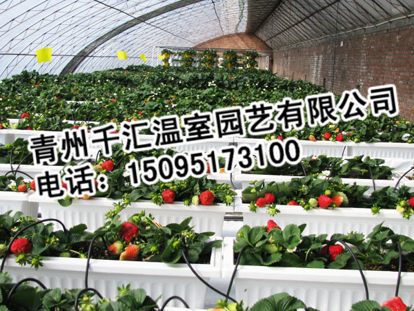 潍坊口碑好的采摘园温室哪家有|采摘园温室大棚建造