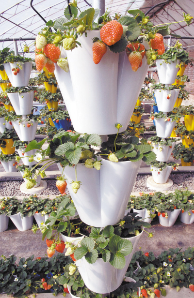 福建水培植物 水培植物哪里有 水培植物公司