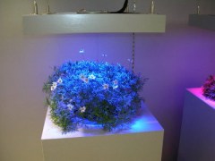 花卉租赁推荐_专业花卉租赁诚荐