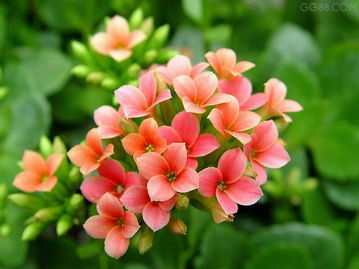 潍坊长寿花 山东哪里供应的长寿花价格优惠