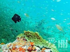 诚挚推荐极好的普吉宏享5晚7日-7B服务公司 ——沈阳到泰国跟团