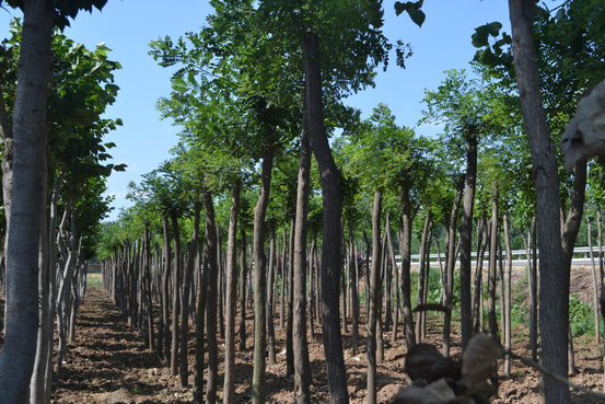 定杆国槐种植基地