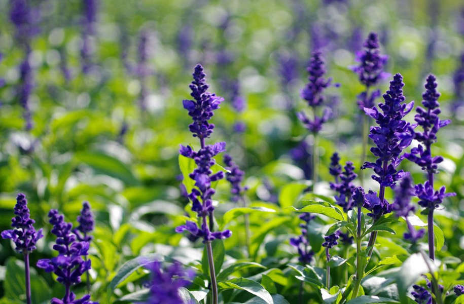 潍坊最畅销的宿根花卉哪里有供应——宿根花卉哪家批发