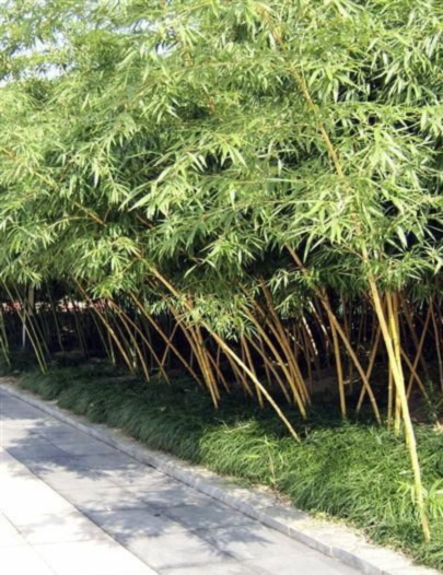 适宜北方种植的绿化竹子品种-琴丝竹