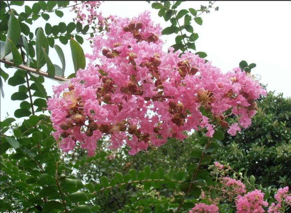 百日红种植生产基地