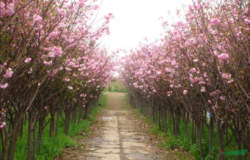 鄢陵樱花种植基地