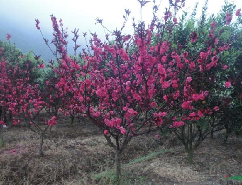 鄢陵红叶碧桃种植基地