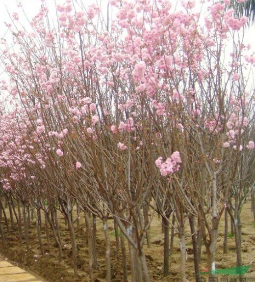 许昌樱花种植基地