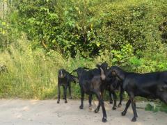 广西黑山羊养殖_广西信誉好的广西黑山羊生产基地