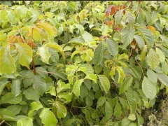 哪里能買到極好的秋楓苗:海口秋楓苗