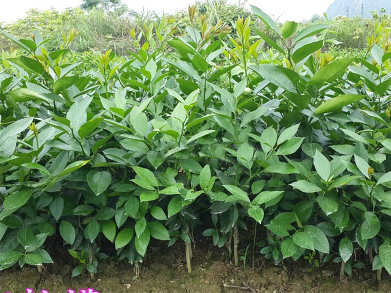 北京柠檬苗