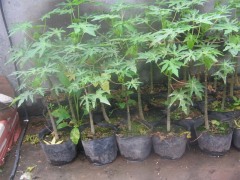 搶手的木瓜苗出售:木瓜苗價格