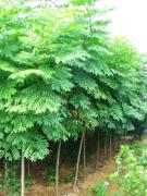 高桿女貞批發——想要優惠的高桿女貞就來蘇祥農業