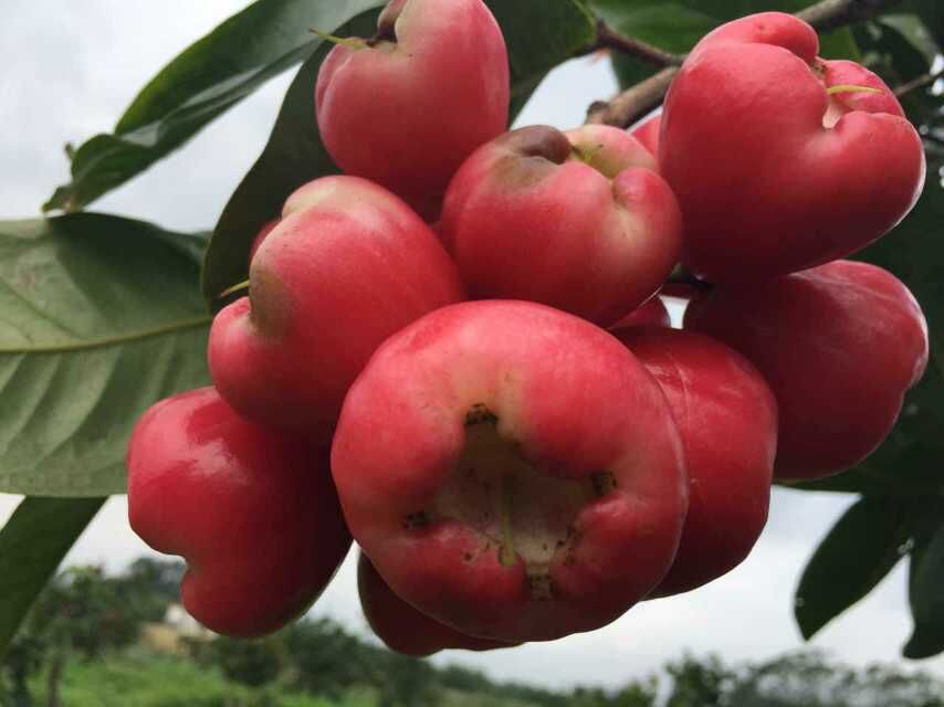 哪里能买到放心的天红一号莲雾果,广西新鲜莲雾果供应商