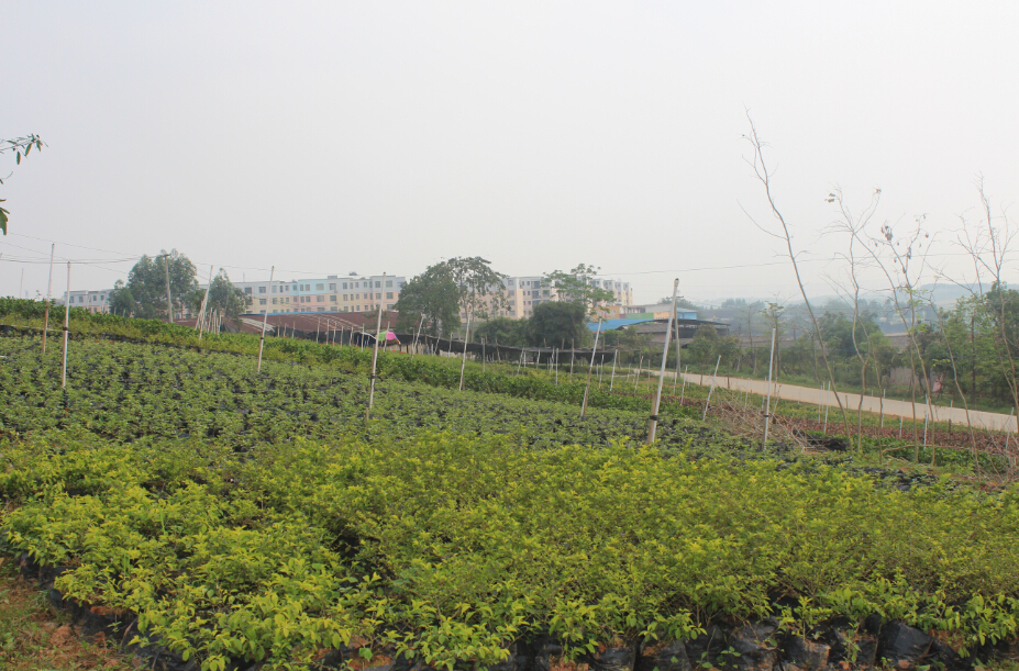 广西绿化苗木种植基地 大量供应园林苗木