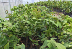 易成活的莲雾苗优选防城港天红农业|南宁易存活的莲雾果苗