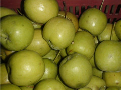 广西山楂,供应桂林广西山楂