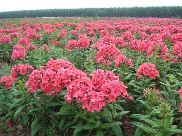 宿根花卉基地供应——宿根福禄考