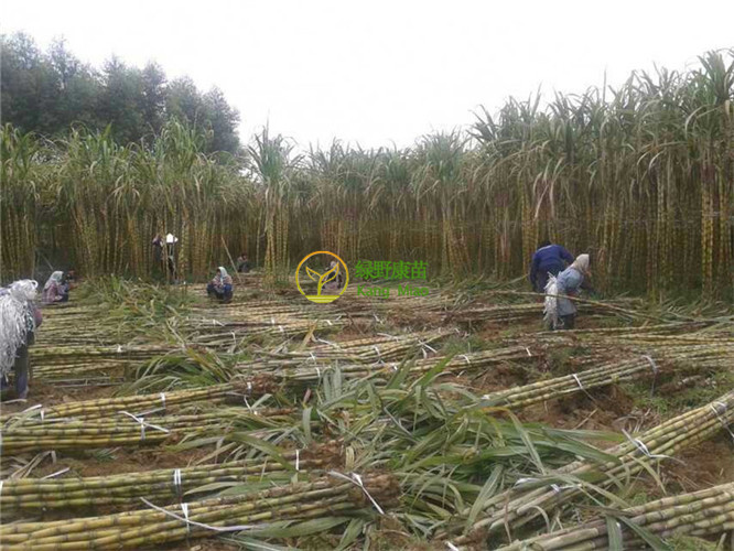 广西青皮果蔗种植基地，青皮果蔗批发，广西青皮果蔗厂家直销