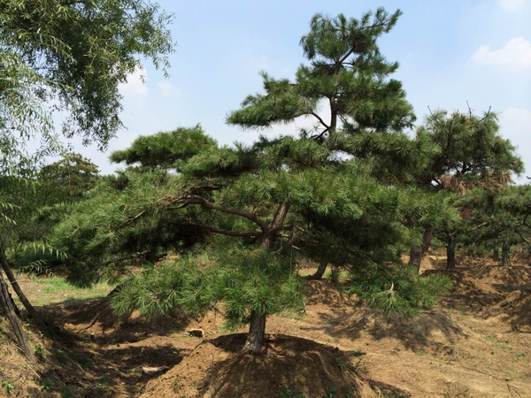 泰山迎客松