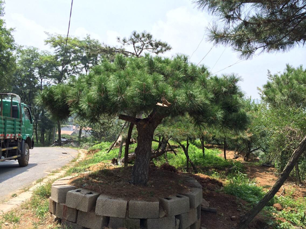 想买品种好的造型松上哪，山东造型松树