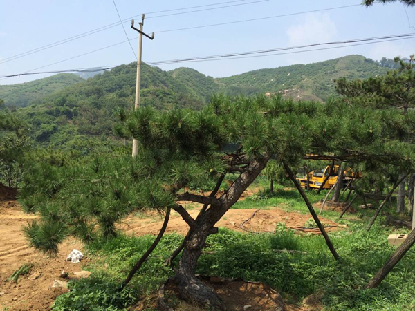 天津造型松，山东造型松供应基地