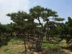 供应山东至好的泰山迎客松,泰山的迎客松