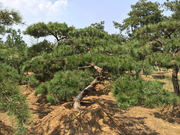 上海泰山松,泰山松找莱芜云亭