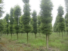 想要易种植的金丝楠木就来四川万鼎园林：江西小叶桢楠
