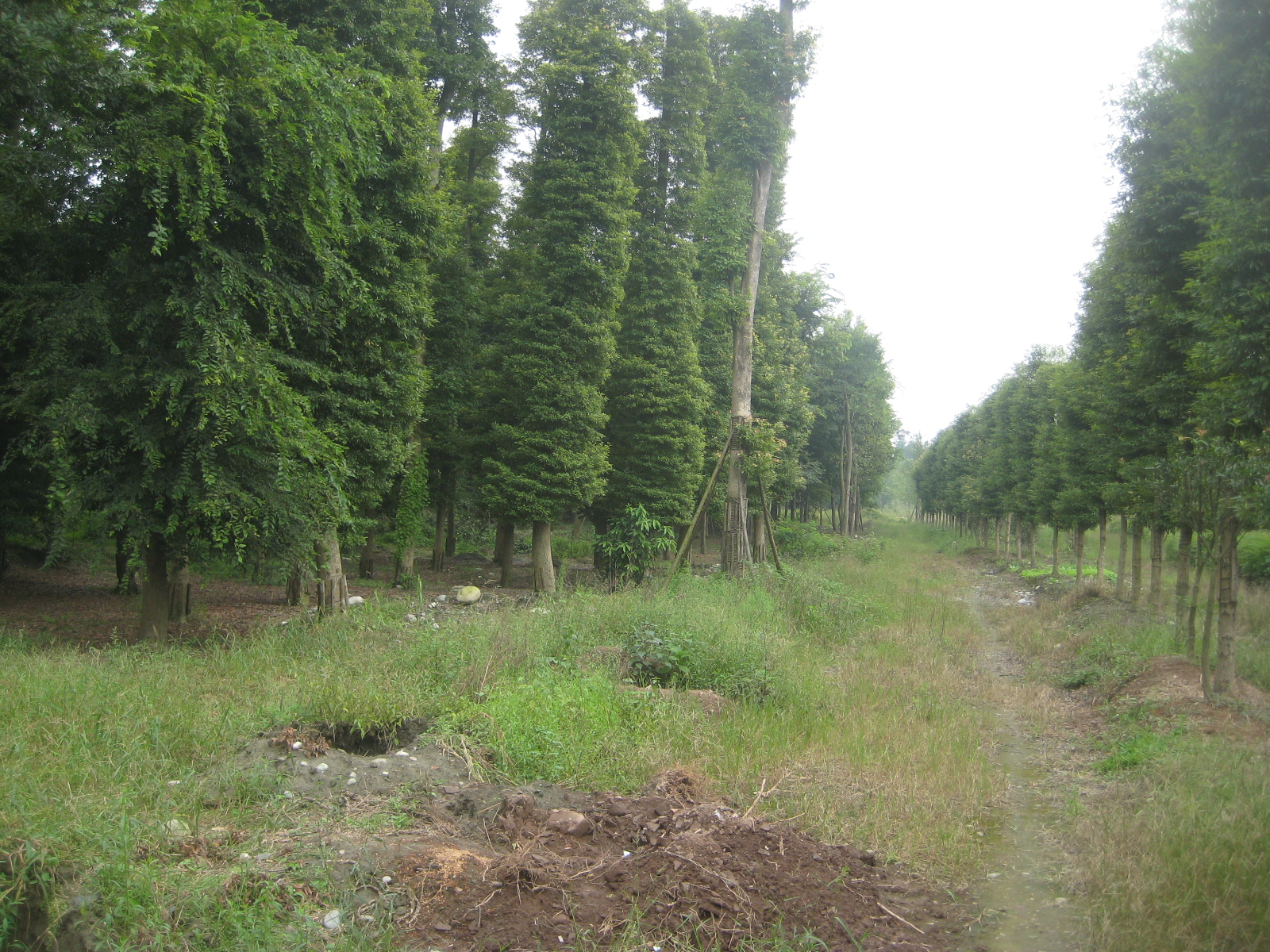 桢楠