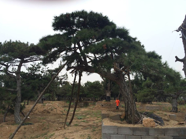大量出售优良造型松_造型松树图片