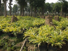 较受欢迎的花叶良姜出售,广西绿化苗木