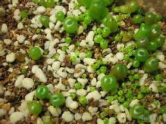 哪里买优惠的园艺珍珠岩 |密云园艺珍珠岩