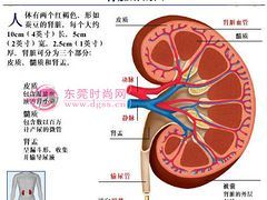 专业的体外碎石治疗推荐哪家-输尿管结石哪家好